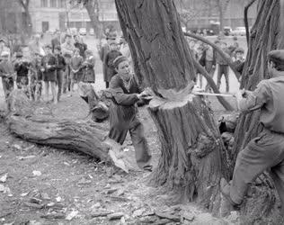 Vészelhárítás - Kivágják az Engels téri életveszélyes fát