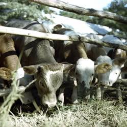Mezőgazdaság - Állattenyésztés - Szarvasmarha