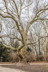 Természet - Alcsútdoboz - Juharlevelű platánfa