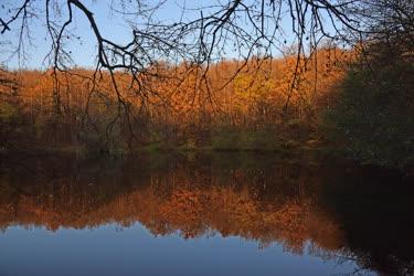 Természet - Szokolya - Őszi erdő a Börzsönyben