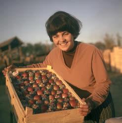 Mezőgazdaság - Export alma a Baki Állami Gazdaságból