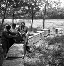 Mezőgazdaság - méhészek a tápiósági erdőben