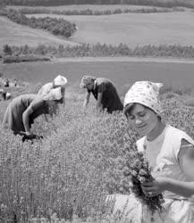 Mezőgazdaság - Vágják az angol levendulát
