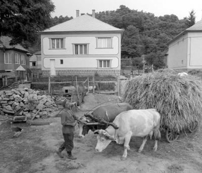 Mezőgazdaság - Szénával rakott ökrös-szekér