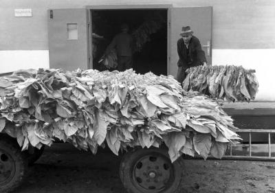 Mezőgazdaság - Mesterséges dohányszárító Albertirsán