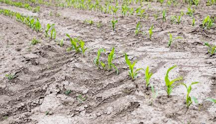Mezőgazdaság - Szigetszentmiklós - Kukorica palánták