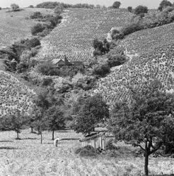 Tokaj