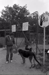 Állatvédelem - Kutyamenhely Vasadon