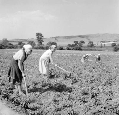 Mezőgazdaság - Mezőgazdasági munka a Szabad Élet Tsz-ben