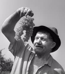 Mezőgazdaság - Szedik a csemegeszőlőt a csongrádi Haladás Termelőszövetkezetben