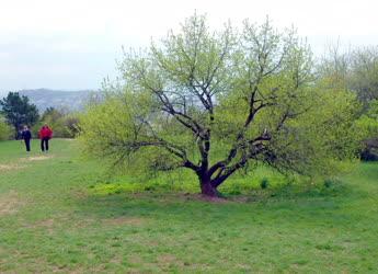 Természet - Kis-Svábhegy