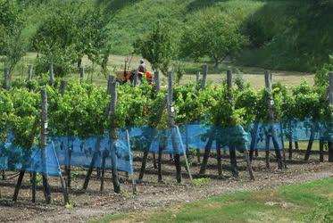 Mezőgazdaság - Tihany - Gondozott szőlőskert