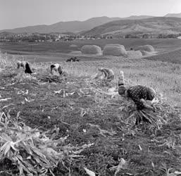 Mezőgazdaság - Őszi munkák Mátraderecskén