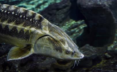 Tisza-tavi Ökocentrum akváriuma