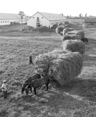 Mezőgazdaság - Állattenyésztés - Zalavári Új Idők Tsz