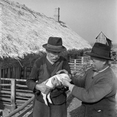 Mezőgazdaság - Új major a borsodsziráki Bartók Béla Tsz-ben