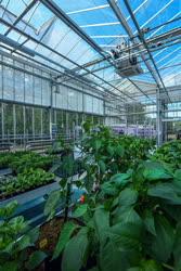 Tudomány - Debreceni Egyetem Biológiai Kutató és Növénykísérleti Üvegház