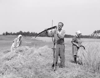 Mezőgazdaság - A kiskundorozsmai József Attila TSZ árpaföldjén