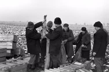 Vadgazdálkodás - Élő nyúlfogás hálóval