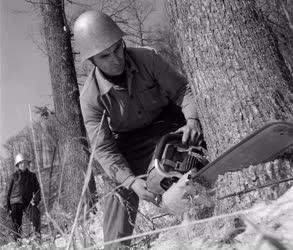 Erdőgazdálkodás - Megkezdődött a téli fakitermelés a Mátrai Erdőgazdaságban