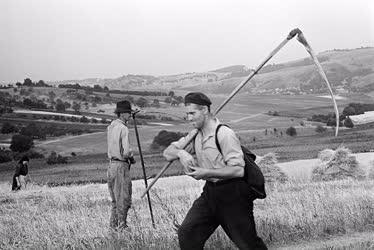 Mezőgazdaság - Aratnak Bükkalja Tsz-ben