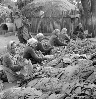 Mezőgazdaság - Törik a dohányt a hevesi Vörös Október Tsz-ben