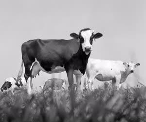 Mezőgazdaság - Seregélyesi tehenészet