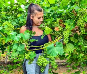 Mezőgazdaság - Előkészület a szőlőszüretre Debrecennél