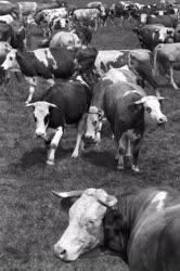 Állattenyésztés - Szarvasmarhák a legelőn