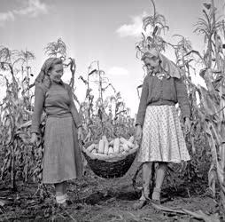 Mezőgazdaság - Kísérleti Gazdaság - Kukorica betakarítása