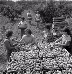 Mezőgazdaság - Édesipari Gyümölcstermelő Célgazdaság