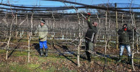 Mezőgazdaság - Metszik az almafákat Debrecen határában
