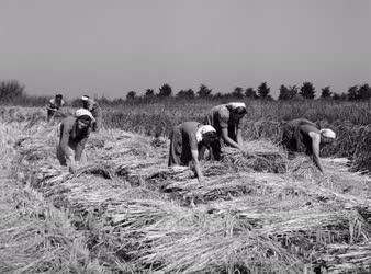 Mezőgazdaság - Rizsaratás a Sinatelepi ÁG-ban
