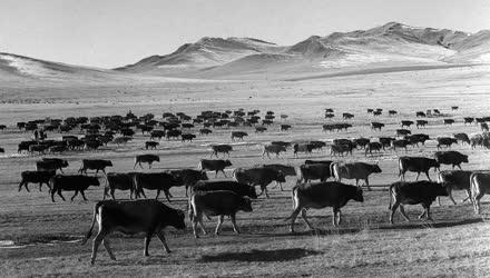 A szerző válogatása - Pillanatkép Mongóliából