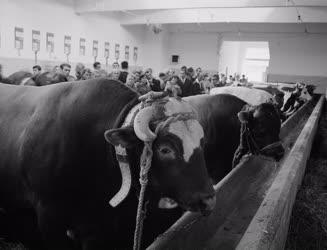 Mezőgazdaság - Szarvasmarhák a 67. OMÉK-en