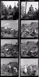 Mezőgazdaság - Szőlőszüret Balatonszepezden