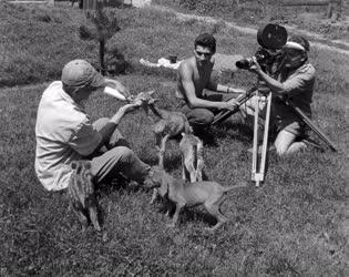 Filmforgatás - Állatfarm a Budapesti Filmstúdió gödöllői telepén