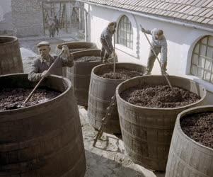 Mezőgazdaság - Szüretelnek a Bács-megyei állami gazdaságokban