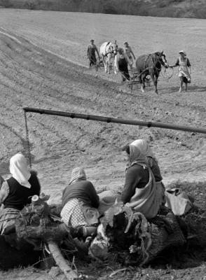 Mezőgazdaság - Burgonyaültetés Sukoró határában