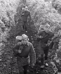 Mezőgazdaság - Szovjet katonák szüretelnek