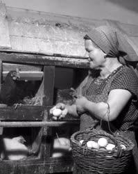 Mezőgazdaság - Összegyűjtik a friss tojásokat