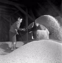 Mezőgazdaság - Szellőztetik a gabonát a padláson