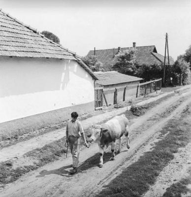 Mezőgazdaság - Szarvasmarha a földúton