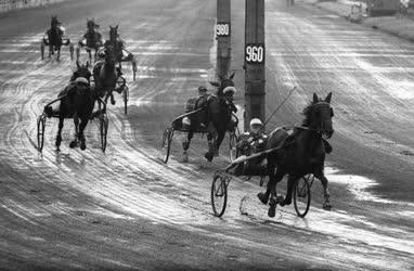 Sport - Lósport - Magyar Derby