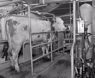 Mezőgazdaság - Modern fejőgép a tehenészetben