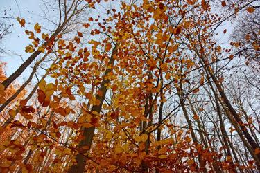 Természet - Szokolya - Őszi erdő a Börzsönyben