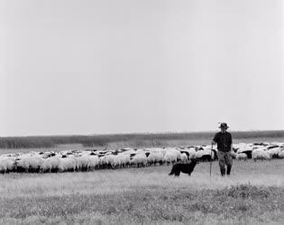 Mezőgazdaság - Állattenyésztés - Racka nyájak