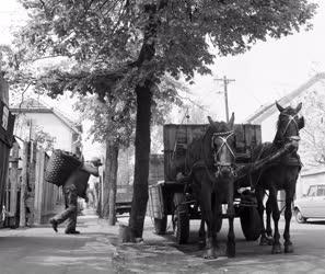 Életmód - Az utolsó lovak Budapesten