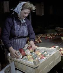 Mezőgazdaság - Szedik a szabolcsi jonatán almát