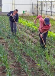 Mezőgazdaság - Primőr zöldségtermesztés